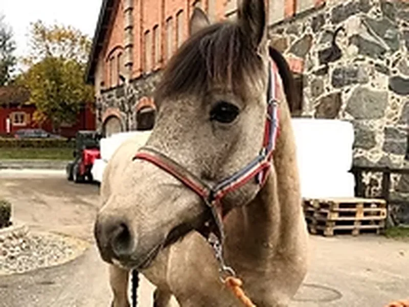 Knatteridning på Enskede Ridskola