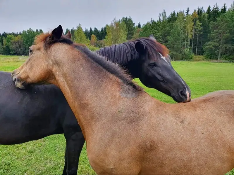 Rida hos Värmdö Ridskola