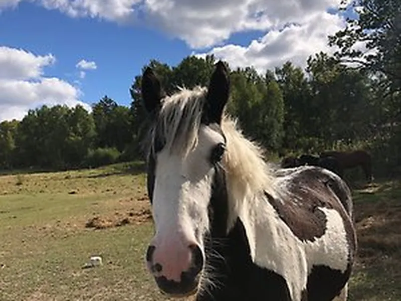 Rida hos Värmdö Ridskola